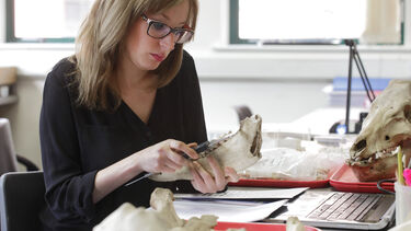 Person examines animal bones in the lab