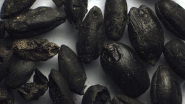 Black charred cereal grains