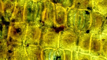 Epidermis cells of a mistletoe twig