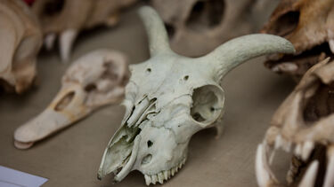Various animal skulls on a table