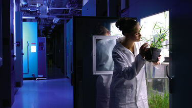 A PhD student works on a plant science research project
