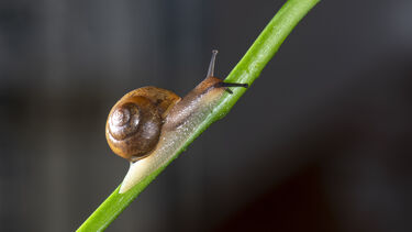 Snail on a plant