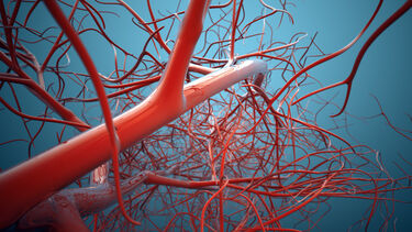 Vascular System