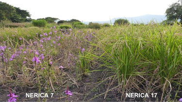 Field trial of Striga-resistance