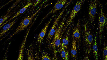 mitochondria in skin cells