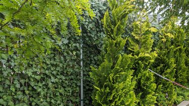 Greenery on border of playground against wall