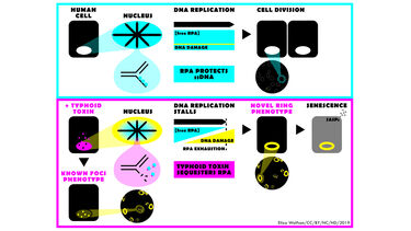 Illustration of Dan Humphreys Ring Mechanism talks