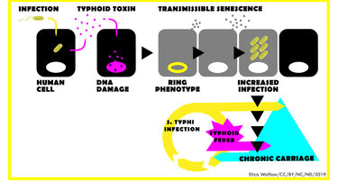 Illustration of Toxic Chronic Carriage talks