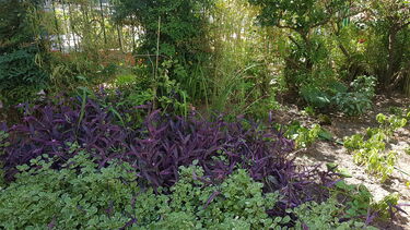 A barrier of greenery against a school railing