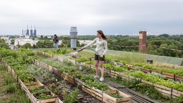 Young woman, waters herbs and plants on a urban roof garden