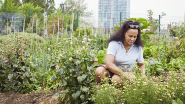 Woman working in community garden - stock photo