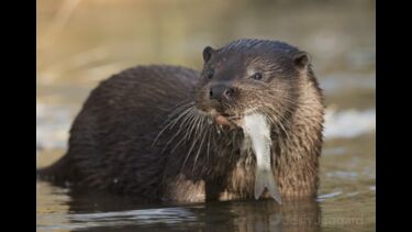 An otter eating a fish. Photo credit: Josh Jaggard