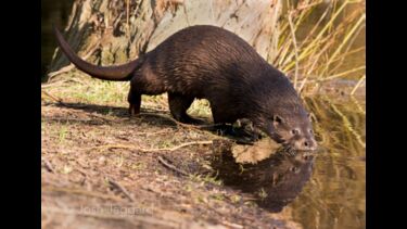 An otter drinking. Photo credit: Josh Jaggard