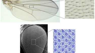 BIOSC Strutt research interests