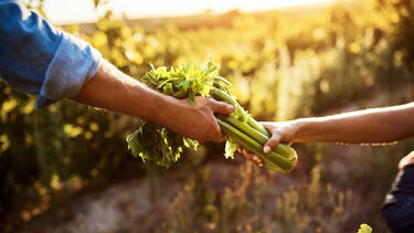 Cropped shot of an unrecognizable woman passing freshly picked celery to an unrecognizable man on a farm