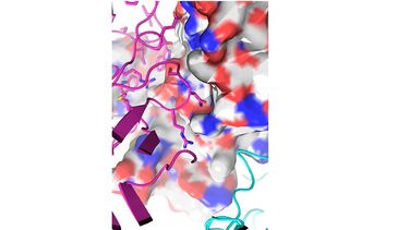 Understanding the molecular details of growth hormone signalling allowed Asterion to engineer improved molecules.