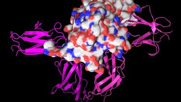 Growth hormone, centre, bound between its two receptors.