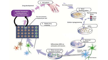 Illustration showing how patient models are used in research