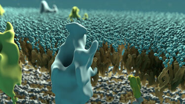 Bacterial cell wall