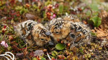 Photo of two Spoonbill chicks