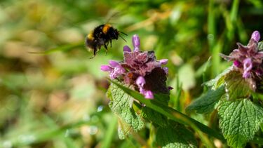 a bumblebee landing on a purple flower