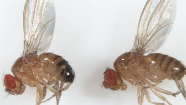 Two adult Drosophila, one male and one female.