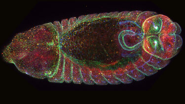 A Drosophila embryo under a fluorescent microscope, highlighting internal structures. 