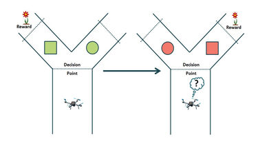 GreenBrain - The Y-maze Task