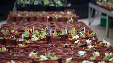 plants growing in brown plant pots