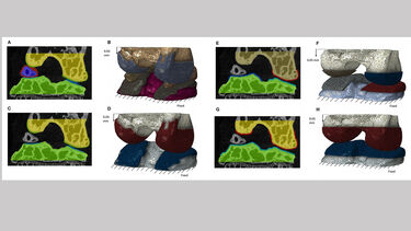 Models of the mouse knee joint