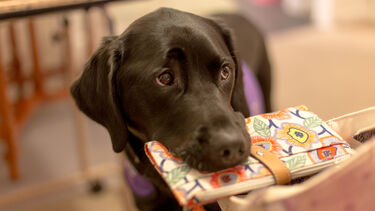 A picture of Ethan, the dog