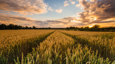 Sunset over a maize field 