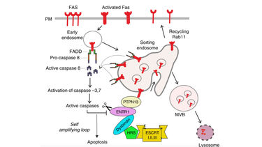 BMS - Kai Ermann - Research Image 02