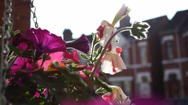 A close up of some flowers
