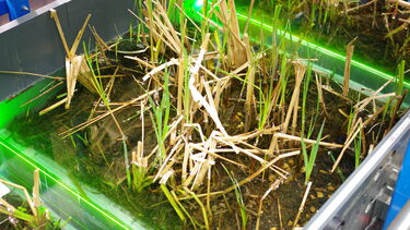 Typha latifolia in a flume for measurement