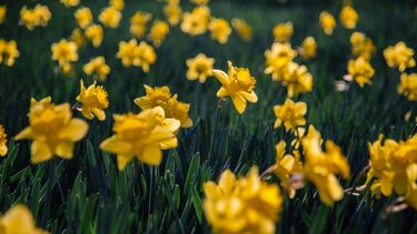 Daffodils