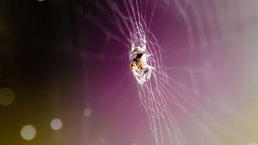 A spider on a web