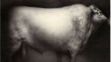Artwork of a cow