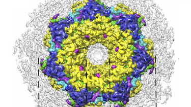 LH2 structure from M. Purpuratum