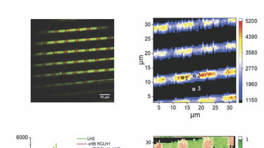 RC-LH1 and LH2 patterned on glass