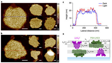 AFM image of grana membranes