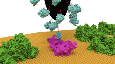 Single-molecule imaging of Pc-cytb6f interactions