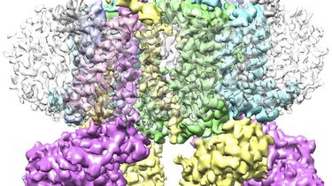 Cryo EM model of cytochrome b6f