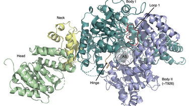 Magnesium Chelatase structure