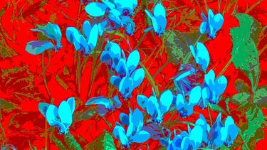 Transformation series cyclamen