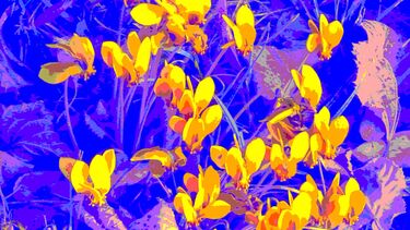 Transformation series cyclamen