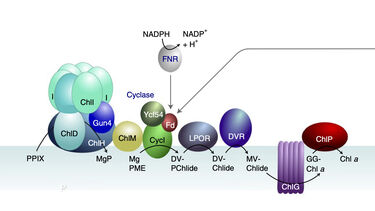 Cyclase mechanism