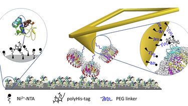 Single-molecule study of Cyt c2-RC interactions