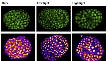 Dynamic thylakoid stacking in plants