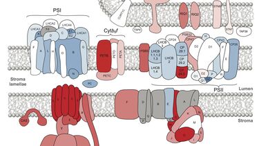 Light acclimation of the thylakoid proteome